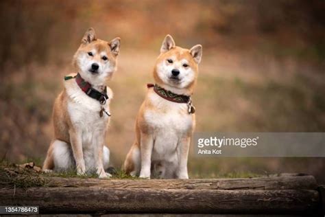 shiba inu photography|4,155 Shiba Inu Dog Stock Photos & High